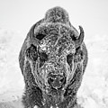 Snowy Bison Photograph by D Robert Franz Snowy Bison Photograph by D Robert Franz