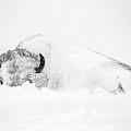 Snowy Buffalo Photograph by D Robert Franz Snowy Buffalo Photograph by D Robert Franz