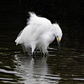 Snowy Egret 161A by Sally Fuller