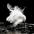 Snowy Egret 179A by Sally Fuller