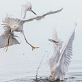 Snowy Egret Face-off 3876-112221-2 by Tam Ryan