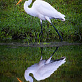 Snowy Egret Photograph by Larry Marshall Snowy Egret Photograph by Larry Marshall