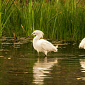 Snowy Egrets Looking For Breakfast by Debra Martz