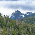 Snowy Mountain Forest by Bill Posner
