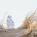 Snowy Owl in the Dunes Photograph by Denise Kopko Snowy Owl in the Dunes Photograph by Denise Kopko