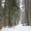 Snowy Trail in the Pines by Donald Tredinnick