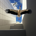 Soaring by Harry Spitz