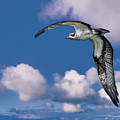 Soaring Osprey Photograph by Larry Marshall Soaring Osprey Photograph by Larry Marshall