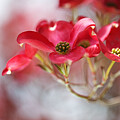 Soft Flowering Dogwood Flowers by Joy Watson