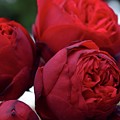 Soft Kisses Of Rose Photograph by Leonida Arte Soft Kisses Of Rose Photograph by Leonida Arte