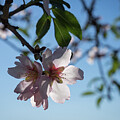 Soft pink petals and almond blossom in Spain Photograph by Adriana Mueller Soft pink petals and almond blossom in Spain Photograph by Adriana Mueller
