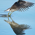 Solitary sandpiper Photograph by Carl Marceau Solitary sandpiper Photograph by Carl Marceau