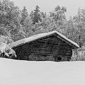 Solitary Stable in a Blizzard by Stan Weyler