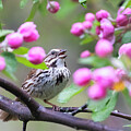 Song sparrow and blossoms by Mircea Costina