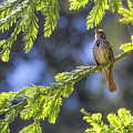 Song Sparrow in Song by Joe Fisher