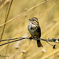Song Sparrow Photograph by Mary Walchuck Song Sparrow Photograph by Mary Walchuck