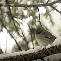 Songbird in Winter Photograph by Laura Putman Songbird in Winter Photograph by Laura Putman