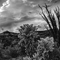 Sonoran Desert Ocotillo Sunset by Dave Dilli