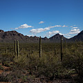 Sonoran landscape by John Heywood Sonoran landscape by John Heywood