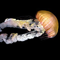 South American Sea Nettle by Gary Geddes