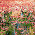 South Jersey Cranberry Bogs Photograph by GeeLeesa Photography and FineArt