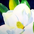 Southern Magnolia Painting by Ann Frederick Southern Magnolia Painting by Ann Frederick