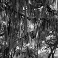 Spanish Moss and Live Oaks, St. Simons Island Photograph by John Simmons Spanish Moss and Live Oaks, St. Simons Island Photograph by John Simmons