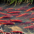 Spawning School Photograph by Wesley Aston Spawning School Photograph by Wesley Aston