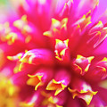 Spectacular Pink by Vera Chwostyk