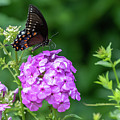Spicebush Swallowtail Photograph by Kevin Suttlehan Spicebush Swallowtail Photograph by Kevin Suttlehan