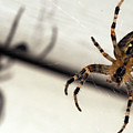 Spider casting shadow Painting by Sv Bell Spider casting shadow Painting by Sv Bell