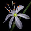 Spider Flower Focus Stack Photograph by Endre Balogh Spider Flower Focus Stack Photograph by Endre Balogh