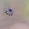 Spider Macro Photograph by Karen Rispin Spider Macro Photograph by Karen Rispin