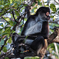 Spider Monkey, Belize jungle Photograph by Tatiana Travelways Spider Monkey, Belize jungle Photograph by Tatiana Travelways