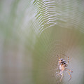 Spider On Dewy Web Photograph by Karen Rispin Spider On Dewy Web Photograph by Karen Rispin