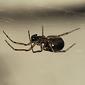 Spider under the web Painting by Sv Bell Spider under the web Painting by Sv Bell