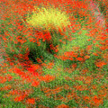 Spinning Poppies by Dubi Roman
