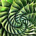 Spiral Succulent Photograph by Julie Gebhardt Spiral Succulent Photograph by Julie Gebhardt