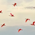 Spoonbills Digital Art by Brad Barton Spoonbills Digital Art by Brad Barton