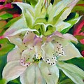 Spotted Beebalm by Eileen Petre