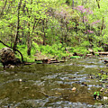 Spring Along Dripping Springs Creek Painterly by Jennifer White
