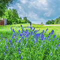 Spring Beauty on a Country Road by Lynn Bauer
