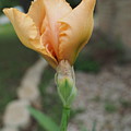 Spring Bloom 11 Photograph by C Winslow Shafer Spring Bloom 11 Photograph by C Winslow Shafer