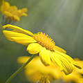 Spring Bloom Photograph by Rick Nelson Spring Bloom Photograph by Rick Nelson