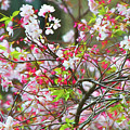 Spring Blossoms Photograph by Bonnie Follett Spring Blossoms Photograph by Bonnie Follett