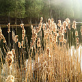 Spring Cattails by Gwen Gibson