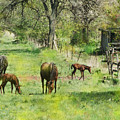 Spring Colts by John Robert Beck Spring Colts by John Robert Beck