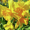 Spring Daffodils Photograph by Jeanette French Spring Daffodils Photograph by Jeanette French