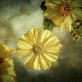 Spring Desert Marigold by Steve Kelley