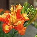 Spring Flower 14 Photograph by C Winslow Shafer Spring Flower 14 Photograph by C Winslow Shafer